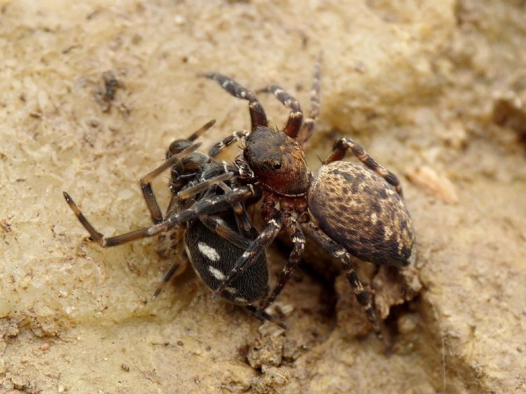 Salticus contro Episinus